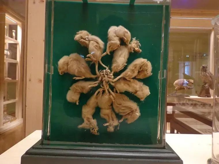 这些博物馆里的奇葩藏品，看了晚上都睡不好觉了…_黑料正能量
